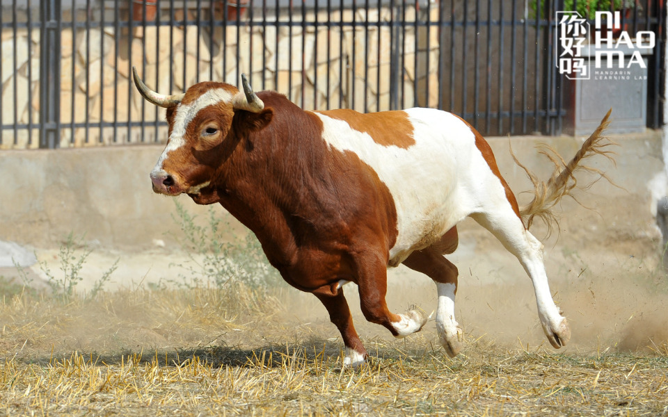 animal in chinese
