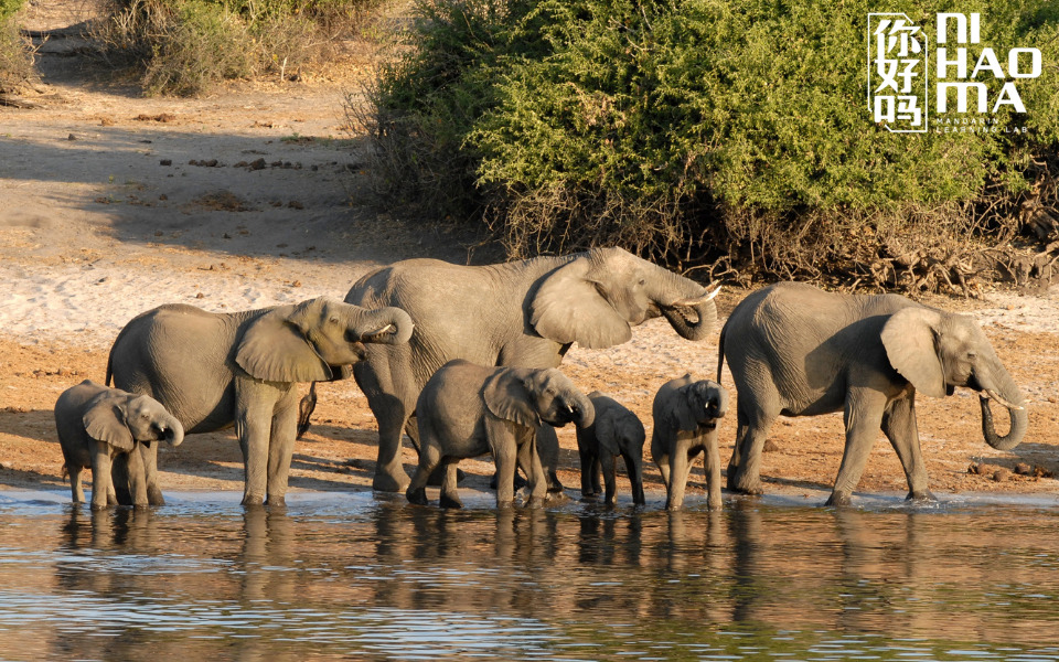 elephant in chinese
