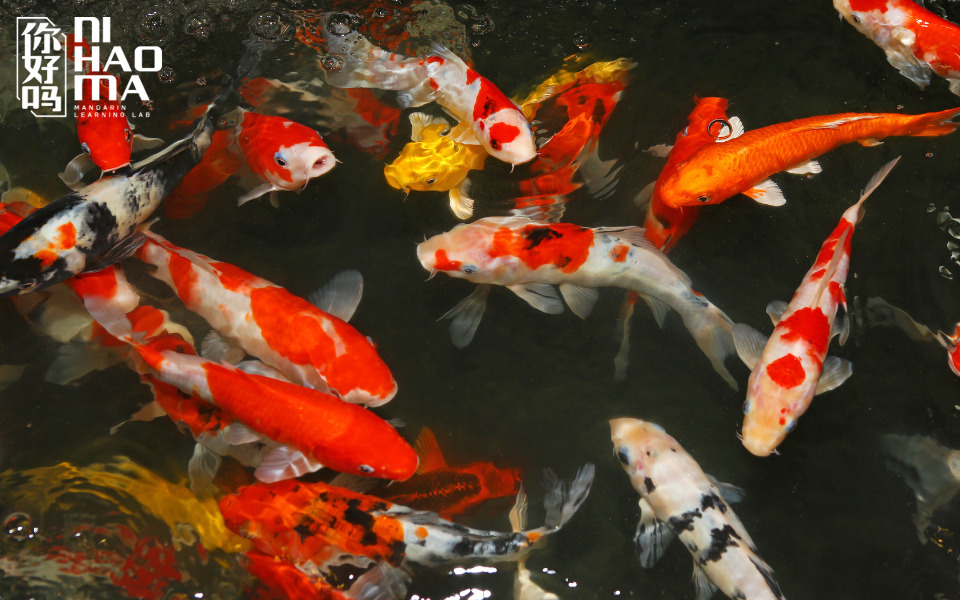 fish in chinese