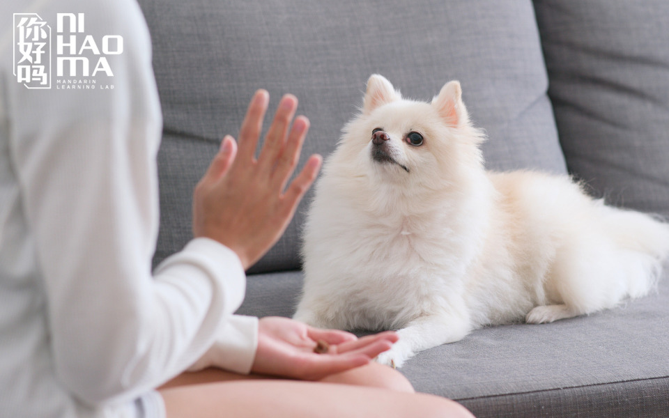 how to say animals in chinese