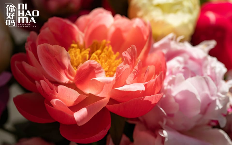 peony in chinese