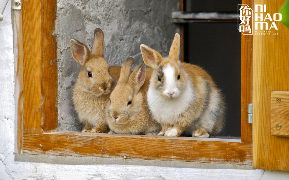 rabbit in chinese