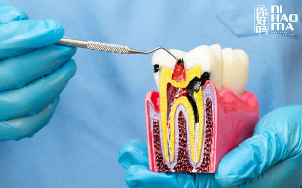 chinese vocabulary about dentistry