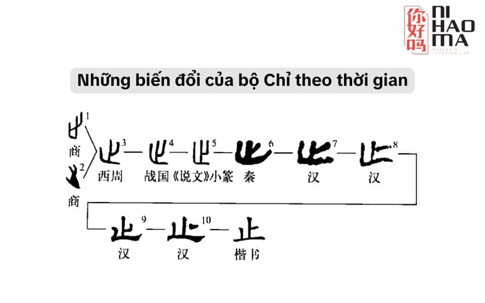 bộ chỉ tiếng trung