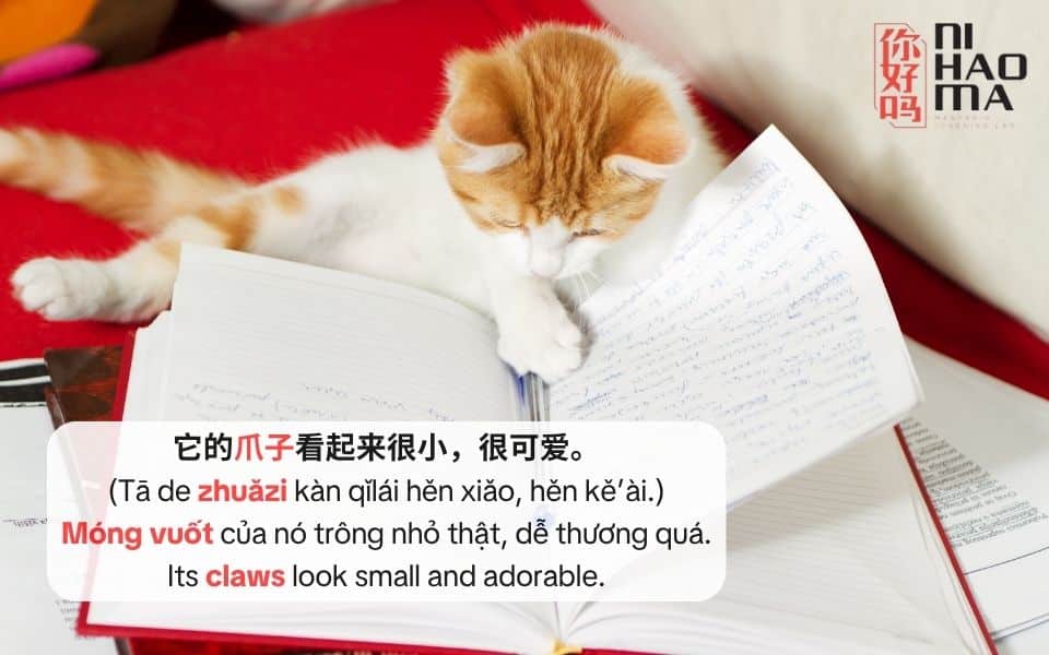 từ vựng chứa bộ trảo trong tiếng trung