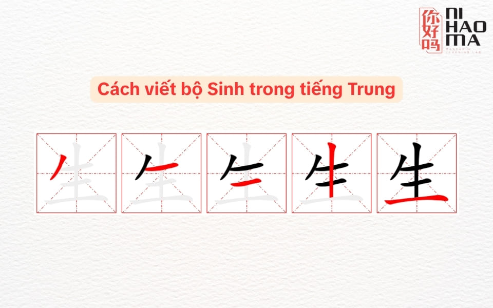 cách viết bộ sinh trong tiếng trung